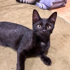 【トライアル中】2匹以上で飼育できる方推奨🥺優しい黒トラです