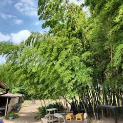 完全　貸し切り　裏庭キャンプ場