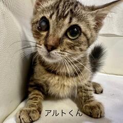 生後半年くらいキジトラの男のこ