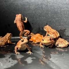 ミヤコヒキガエル 5cm前後