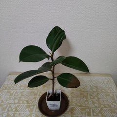 受け渡し決まりました【観葉植物】ゴムの木　フィカス　ロブスターの画像