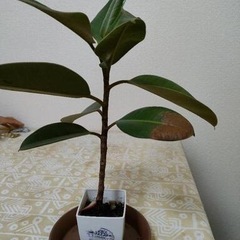 受け渡し決まりました【観葉植物】ゴムの木　フィカス　ロブスターの画像