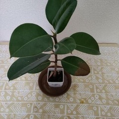 受け渡し決まりました【観葉植物】ゴムの木　フィカス　ロブスターの画像