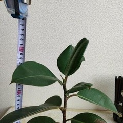 受け渡し決まりました【観葉植物】ゴムの木　フィカス　ロブスターの画像