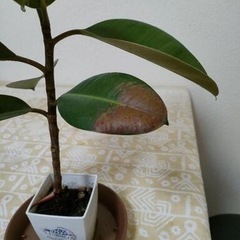 受け渡し決まりました【観葉植物】ゴムの木　フィカス　ロブスターの画像