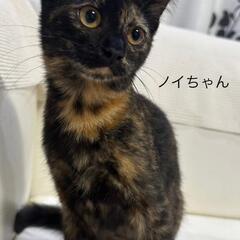 １歳くらいサビちゃん　女のコ