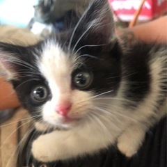 再投稿  保護猫  ハチワレ猫