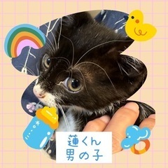 可愛いそっくり３兄妹【譲渡会参加】