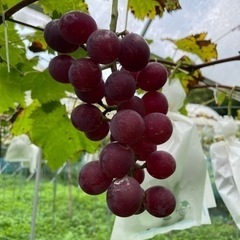 🍇安心院産　無農薬ブドウ　1キロ🍇