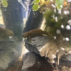 よしのぼり