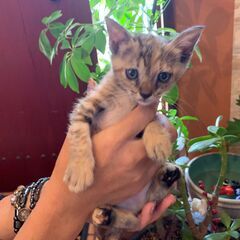 珍しい模様の『ちゃめ』ちゃん♡