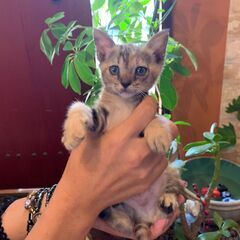 珍しい模様の『ちゃめ』ちゃん♡ - 宮若市
