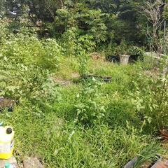 草むしり