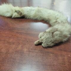 テンの毛皮の画像