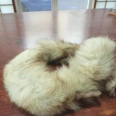 テンの毛皮の画像