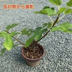 いちじくの苗    管理D05の画像