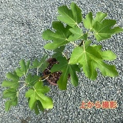 いちじくの苗    管理D05の画像