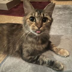 人が大好きな猫さん🐱✨