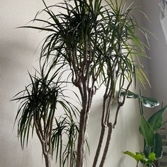 取引き中!ドラセナコンシンネの画像