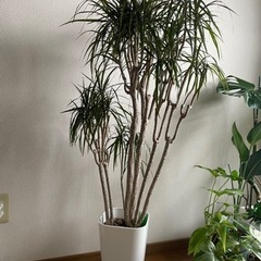 取引き中!ドラセナコンシンネ