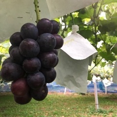 お取引決まりました。ぶどう傘（乳白色22センチ角）組み込み式の画像