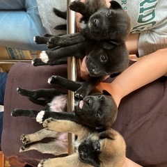 子犬里親