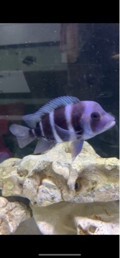 アフリカンシクリッド  フロントーサ　日本初入荷産地　WILD