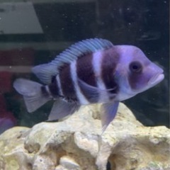 アフリカンシクリッド Cynotilapia Zebroides ±6㎝WILD 熱帯魚