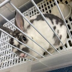 うさぎの里親募集「性別不明・ゲージはあります」