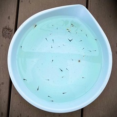 【取引完了】メダカ　稚魚　オーロラ黄ラメサファイアクリアブラウン、青幹之松井ヒレ長、雲州三色、三色幹之、オロチ 38匹の画像