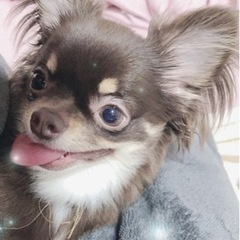 受付停止中！チワワ♀とペキニーズ♂共に2歳