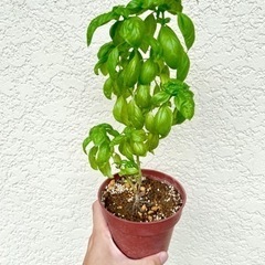 処分SALE★鉢ごと　元気もりもりスイートバジル！