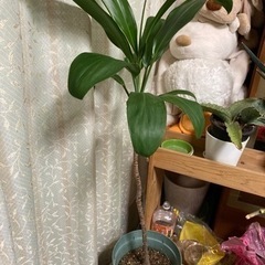 名前がわからない植物
