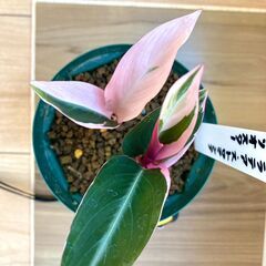【観葉植物】カラテア・ストロマンテ・トリオスター（4号深型スリット鉢つき）の画像