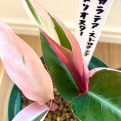 【観葉植物】カラテア・ストロマンテ・トリオスター（4号深型スリッ...