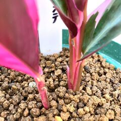 【観葉植物】カラテア・ストロマンテ・トリオスター（4号深型スリット鉢つき）の画像