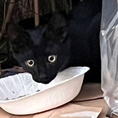 お外に居る黒猫ちゃんの里親募集