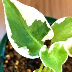 希少種【観葉植物】ディフェンバキア・クールビューティ（3号スリッ...