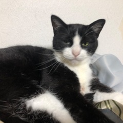 里親募集します