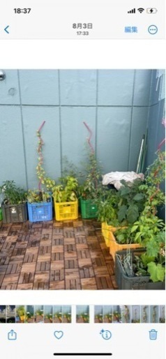 菜園　コンテナごと！