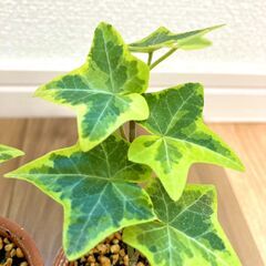 【観葉植物】アイビー・ゴールデンチャイルド（2.5号素焼き鉢つき）
