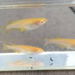 朱赤アルビノ 1匹￥200