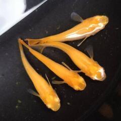 朱赤アルビノ 1匹￥200の画像