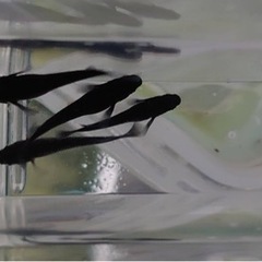 ブラックダイヤヒレ長①　オス2メス3
