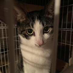 里親さん募集！ メス2歳キジ白