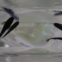 ブラックダイヤヒレ長②　オス2メス3