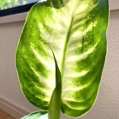 【観葉植物】ディフェンバキア　カミーラ（3号スリット鉢つき）