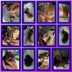 7月26日キジトラチャトラ黒猫産まれました
