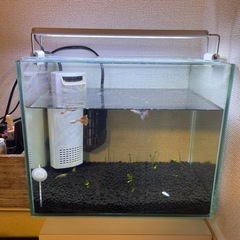 アルビノグッピー　モザイク系　6匹　30センチ水槽一色の画像