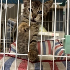 甘えん坊でかわいい子猫